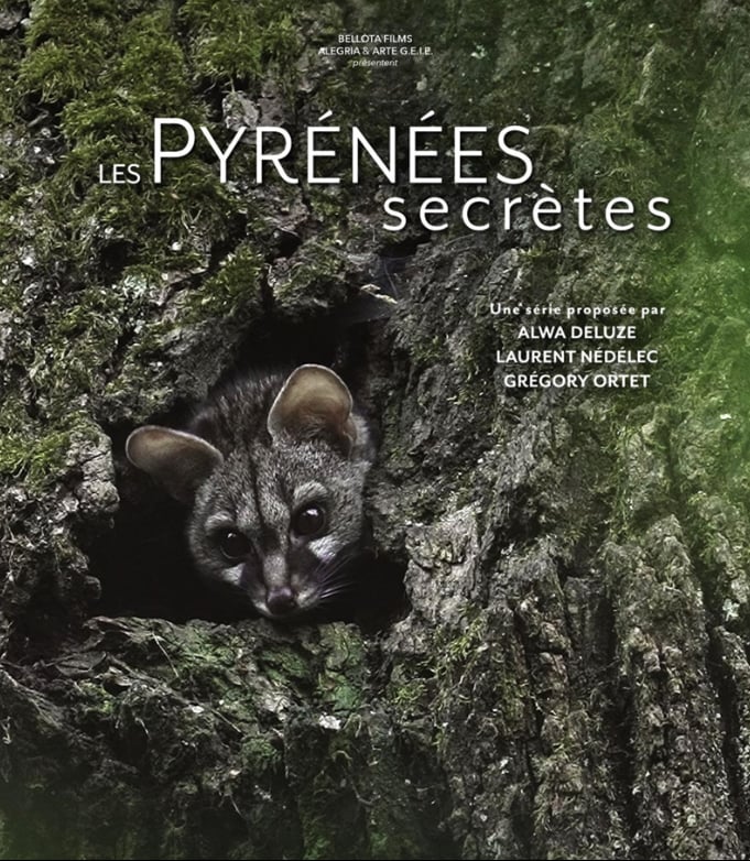 Projection - échanges : La discrète du piémont, la Genette