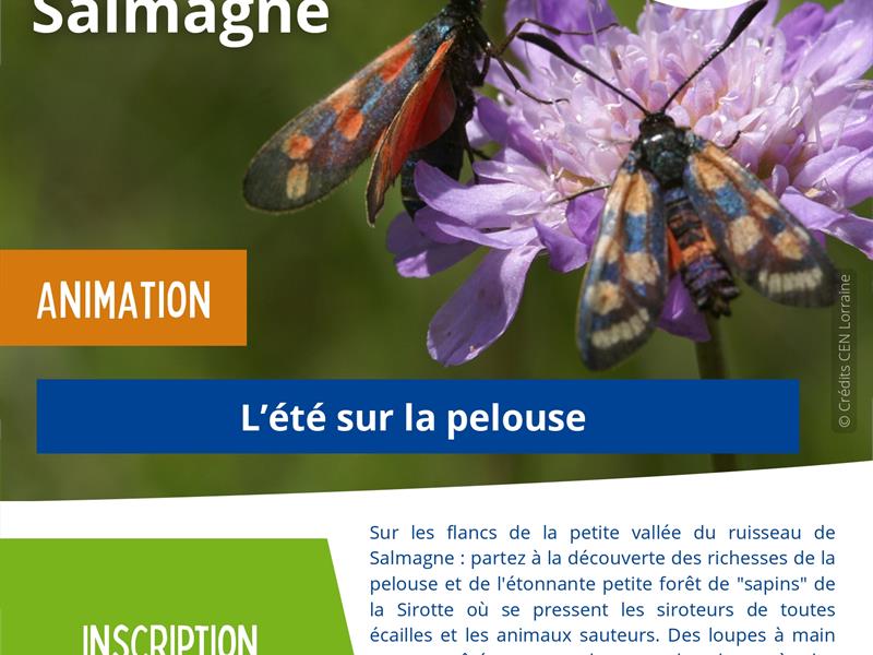Animation nature - L'été sur la pelouse