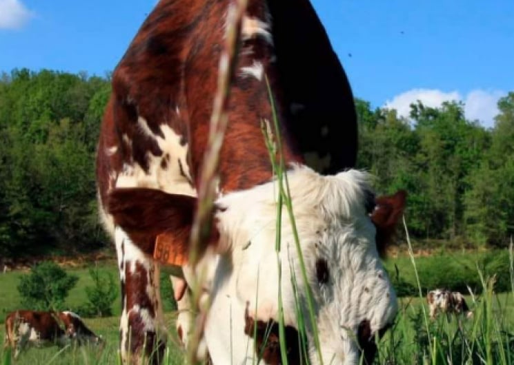FOIRE AGRICOLE