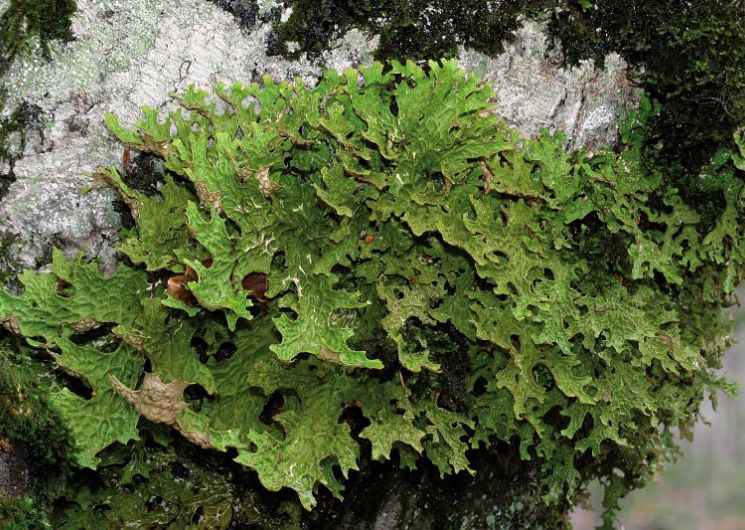 UN ETE AVEC LE PARC : LE MONDE MECONNU DES LICHENS