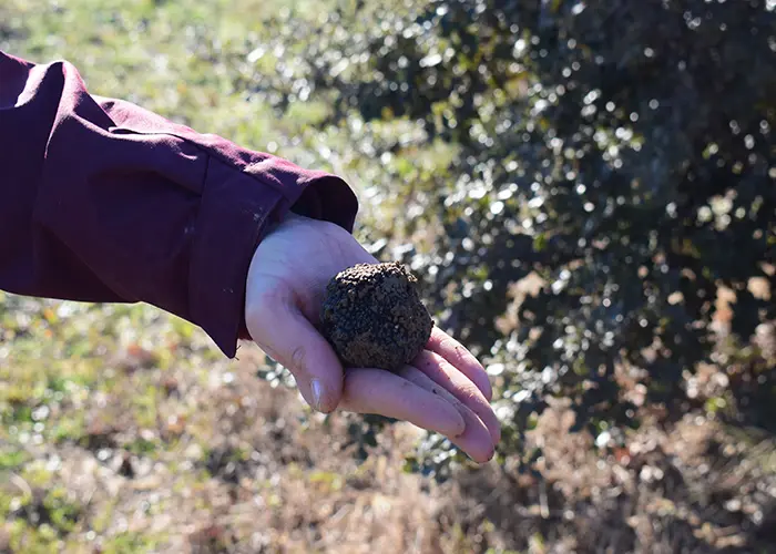 Balade gourmande, cavage et dégustation de truffe