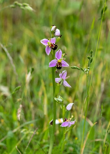 La pelouse des brebis et sa biodiversité