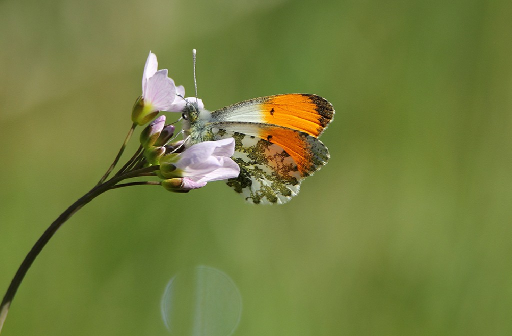 Balades Cultures et Nature : Cadouin: quand les moines observent les insectes