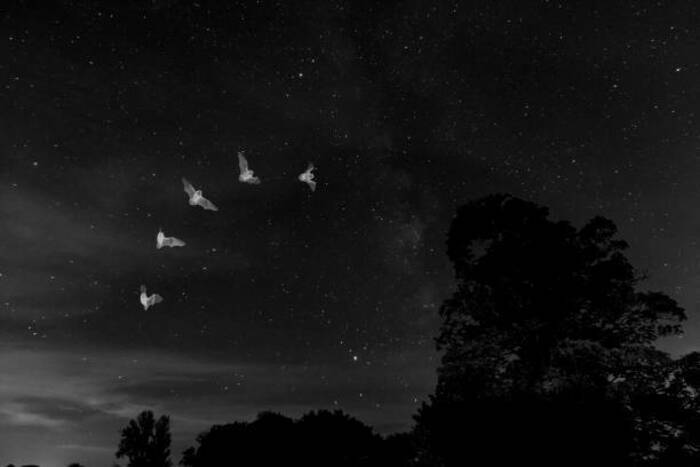 SEVRES : A la découverte des ombres volantes et autres animaux nocturnes !