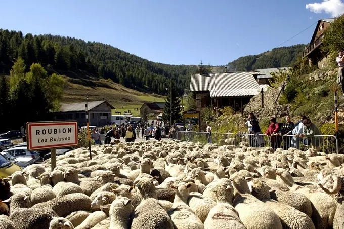 Transhumance de Roubion