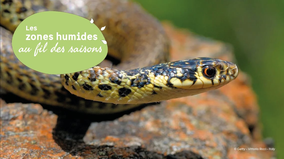 Les zones humides au fil des saisons : A la découverte du Liron