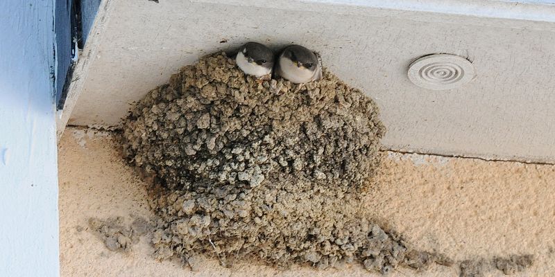 Qui vit dans le bâti ?