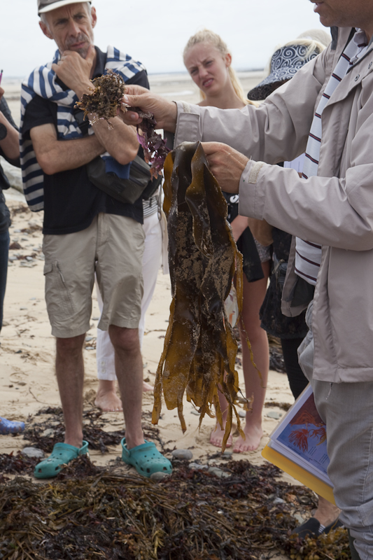 Découverte des algues de la laisse de mer