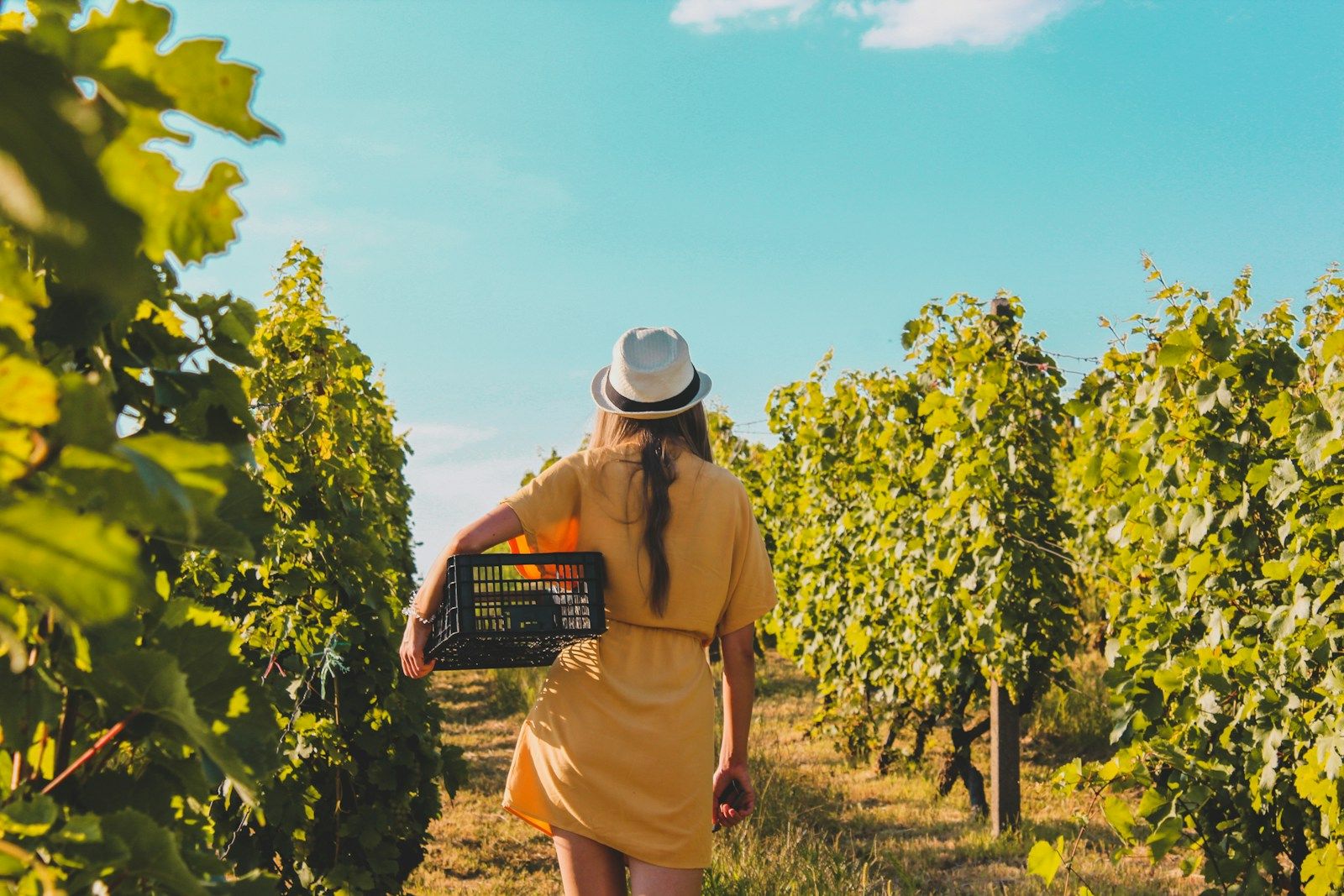 "Les vignerons prennent l'Aire" - Château Tour Guillotin