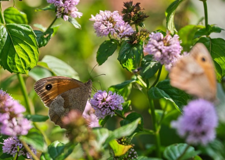 A LA RENCONTRE DE LA MENTHE