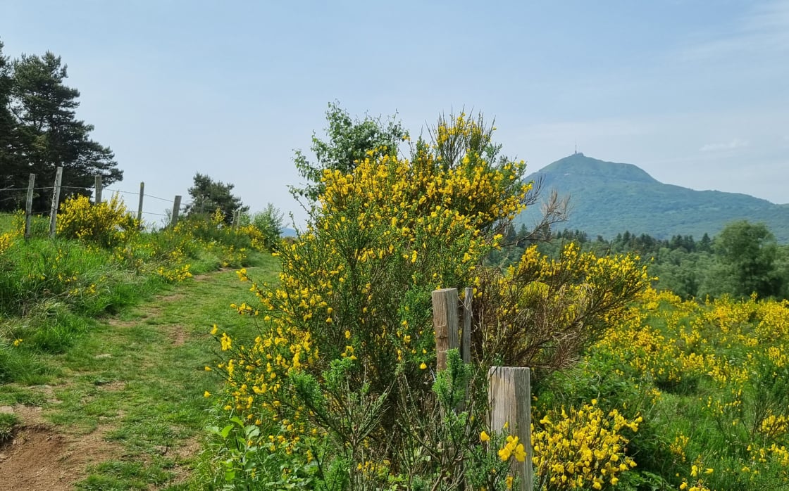Le plateau de Ternant, plantes sauvages et leurs usages