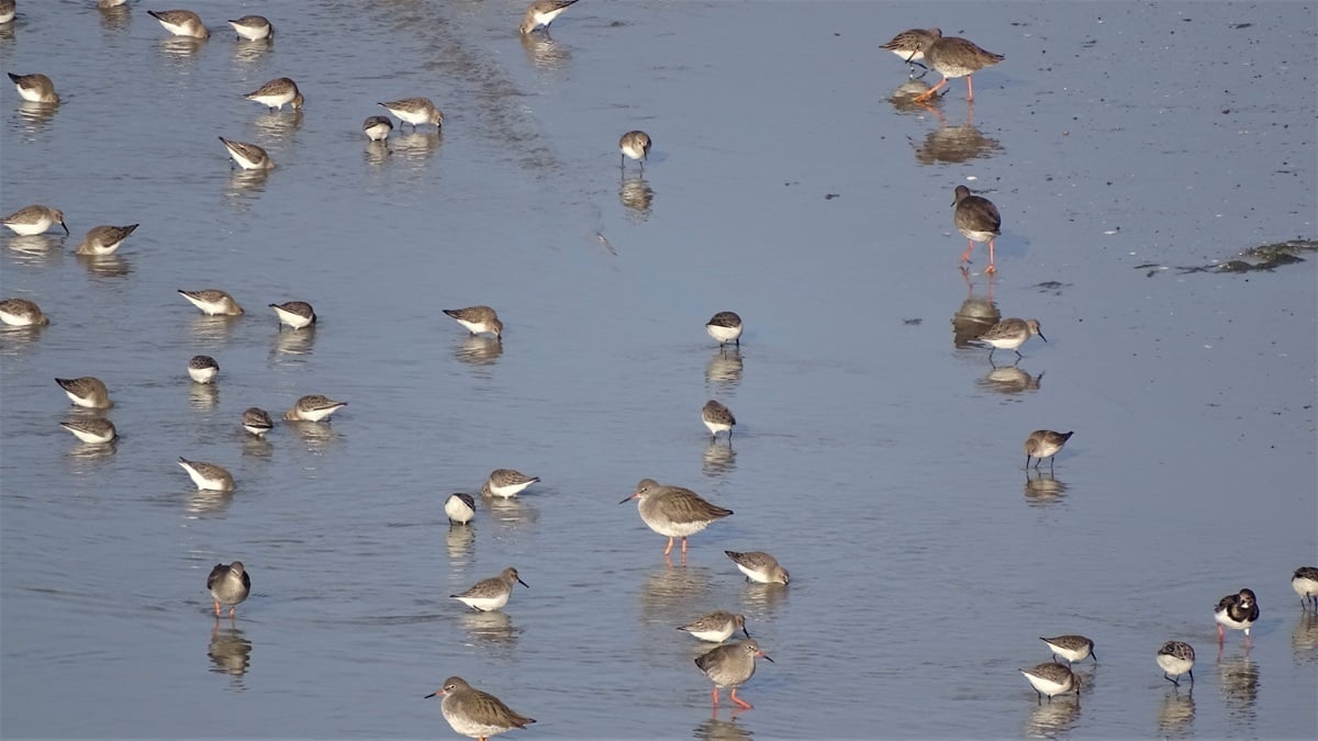 Observations des oiseaux et des phoques
