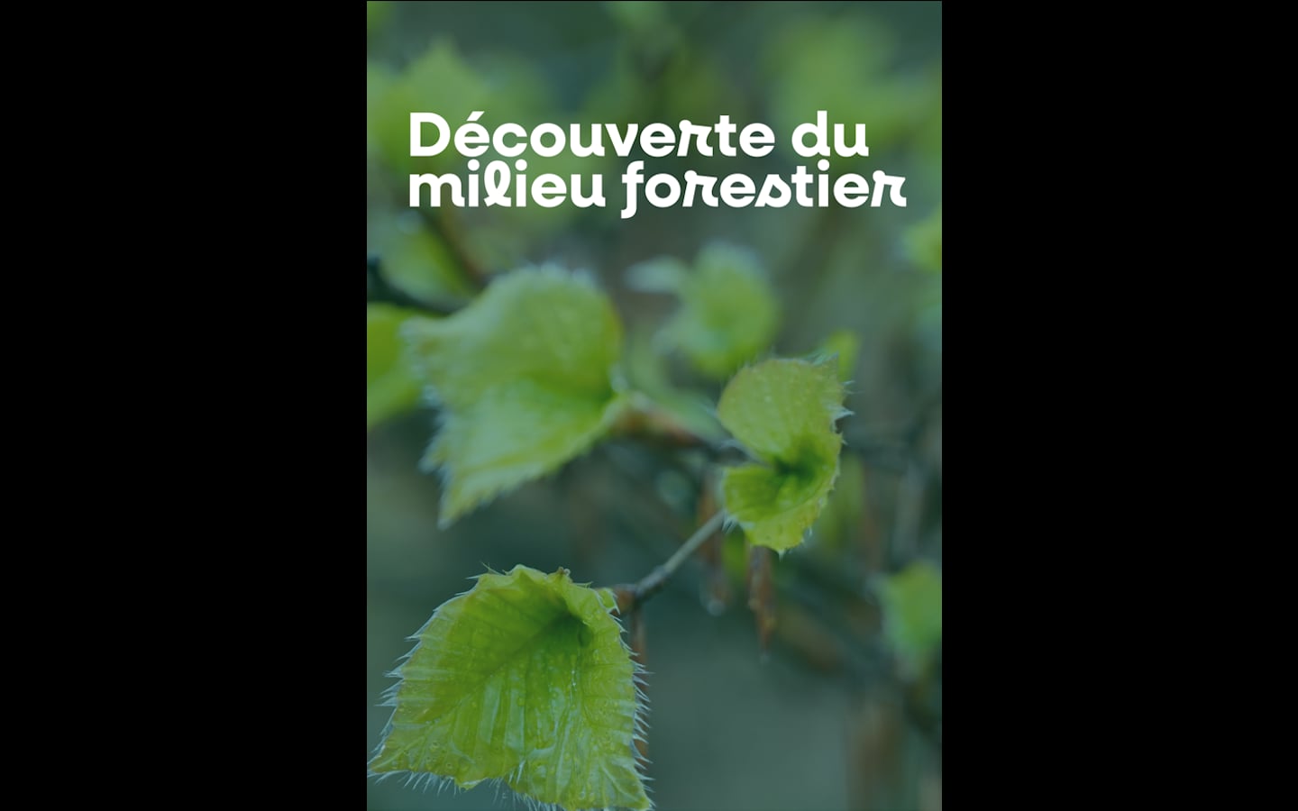 Découverte du milieu forestier
