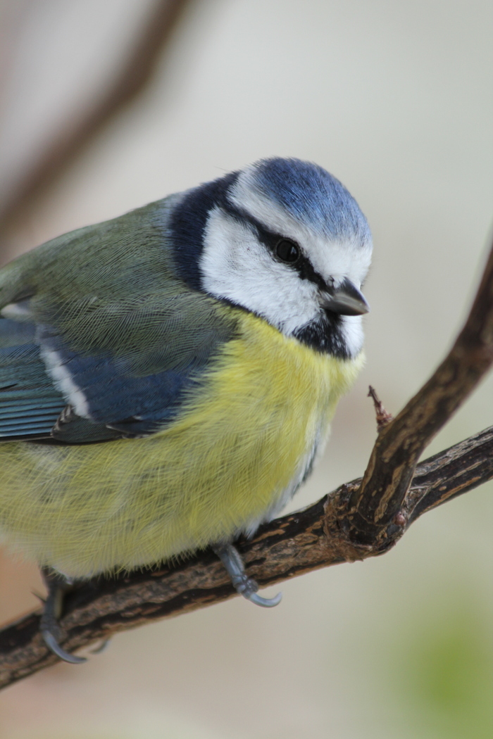 La biodiversité de Précy-sur-Marne