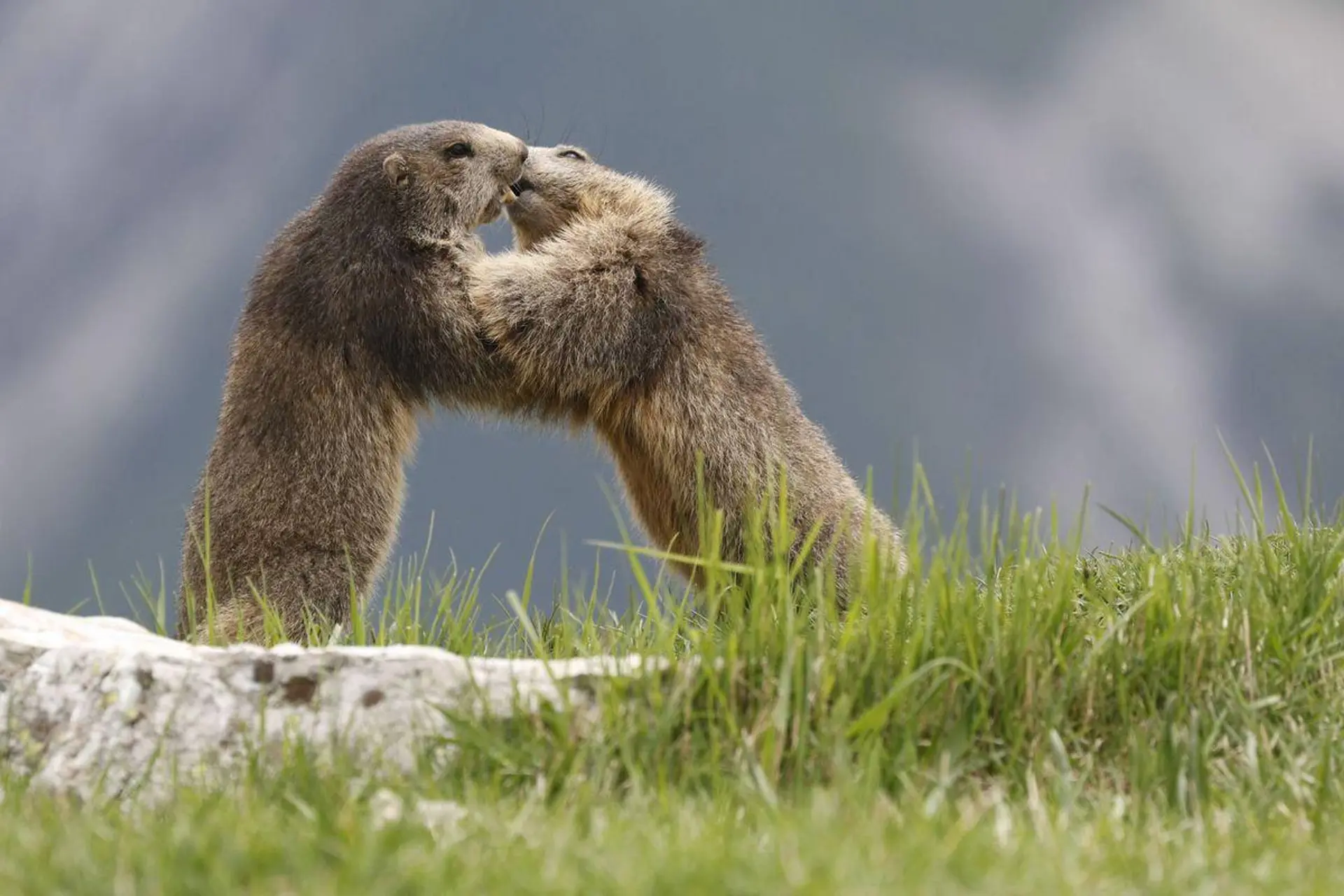 Ciné-lautaret : "Les marmottes du grand rocher"