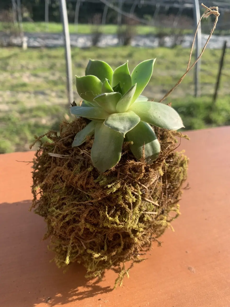 Créations végétales – Créer son kokedama