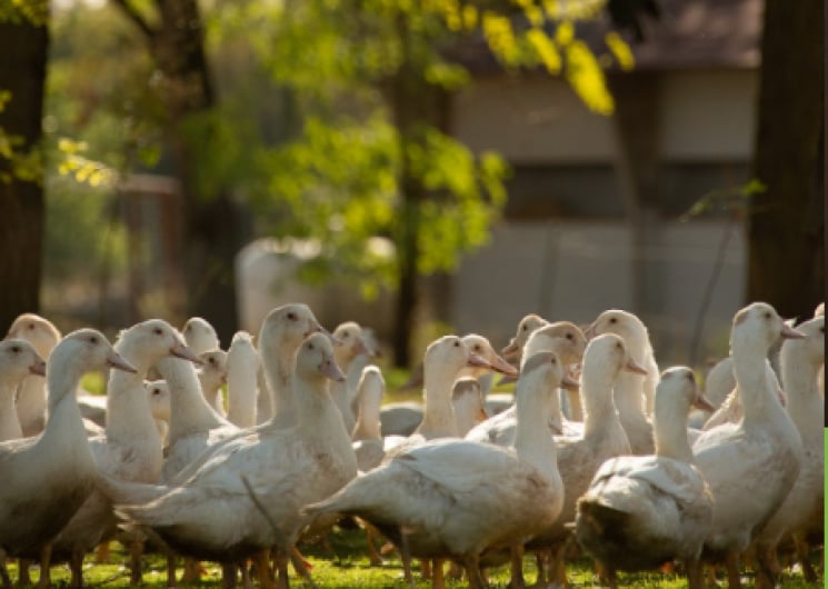 Dor’Lot Emerveille : Visite de la Ferme des Campagnes