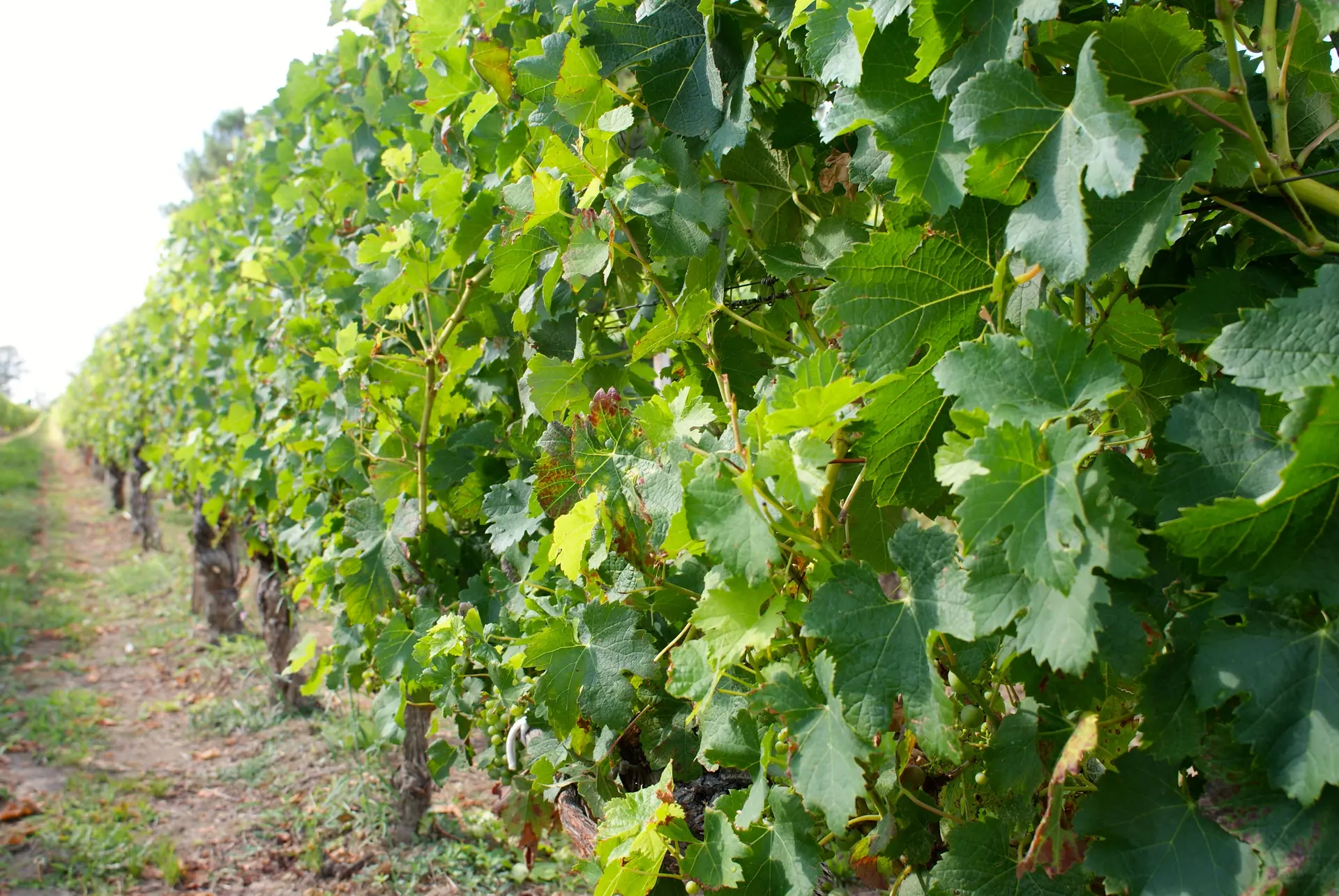 Balade vigneronne Domaine Julien de l'Embisque