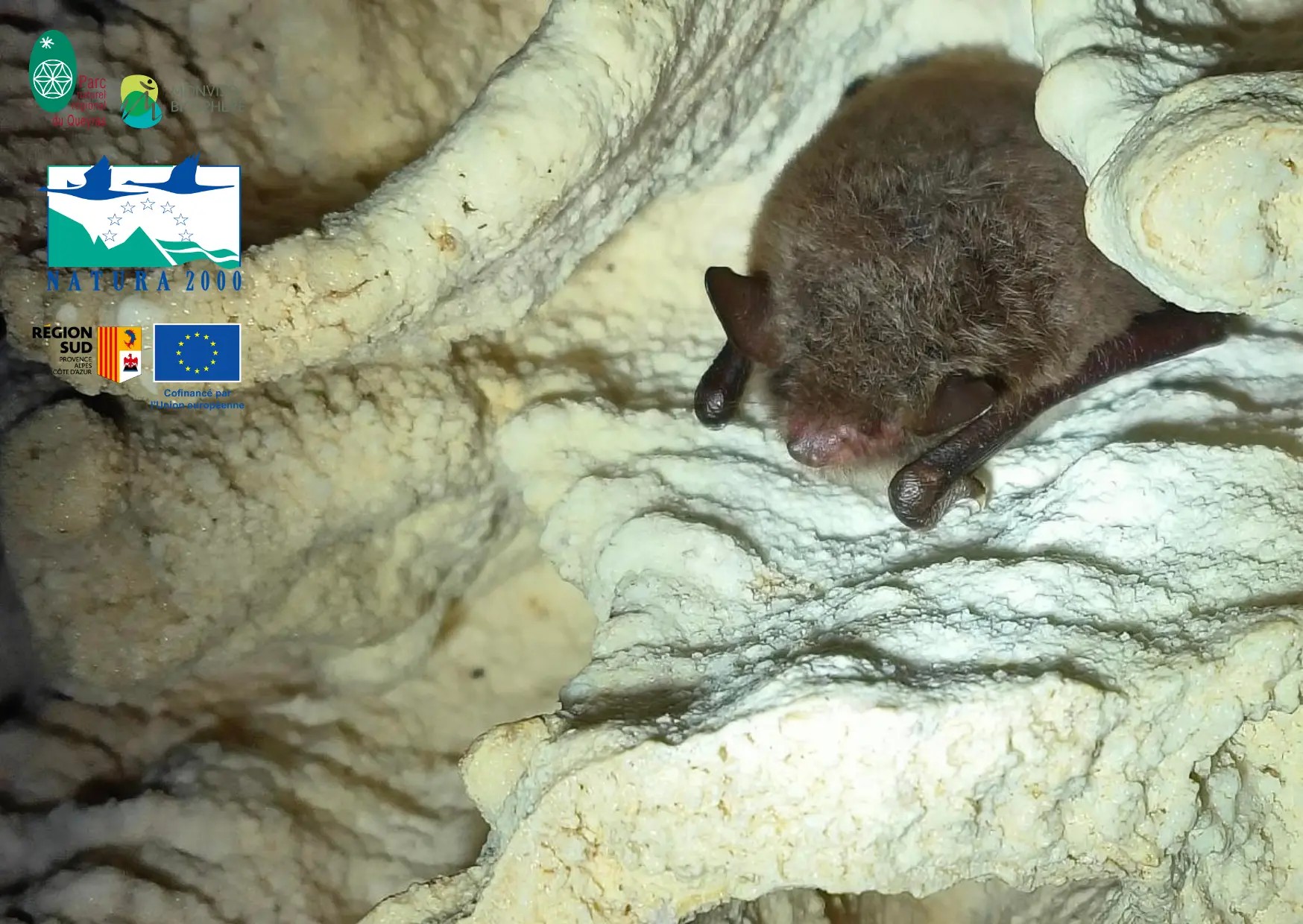 Le monde mystérieux des chauves-souris : balade