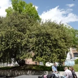 Conférence Véronique Mure, botaniste