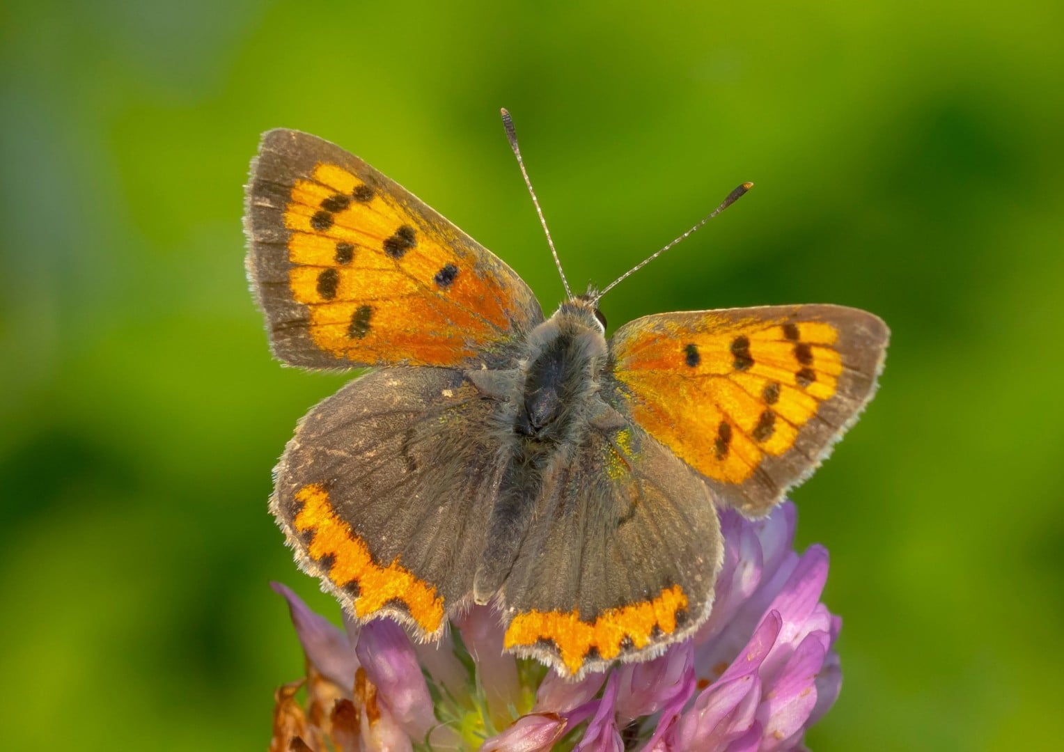 Université de la nature – Initiation à la reconnaissance des insectes