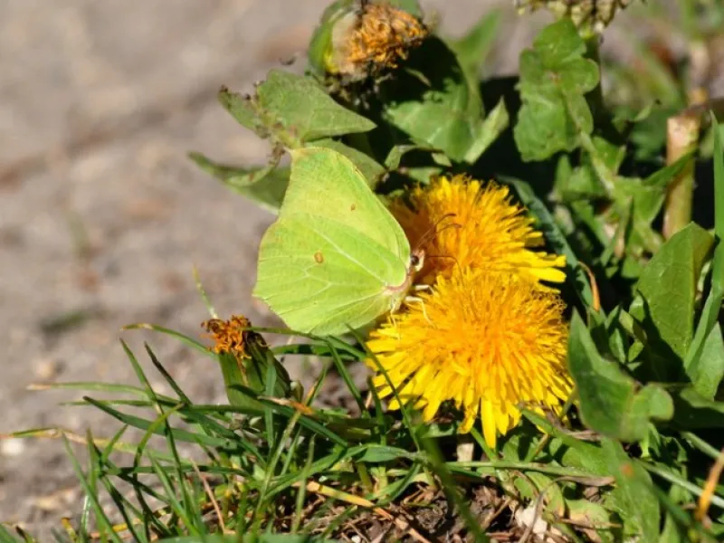 Sortie nature