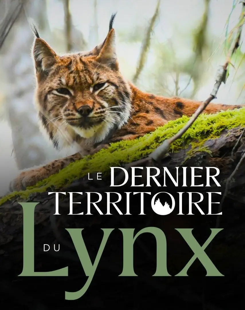 Cinéma de plein air - "Le dernier territoire du lynx"