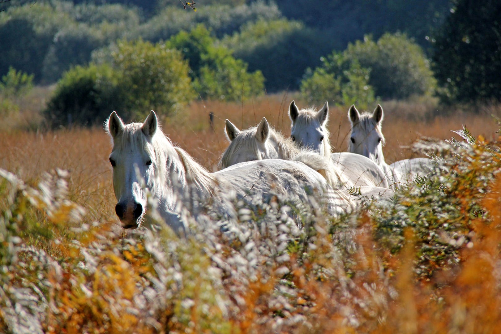 Anniversaire Réserve naturelle de Plounérin