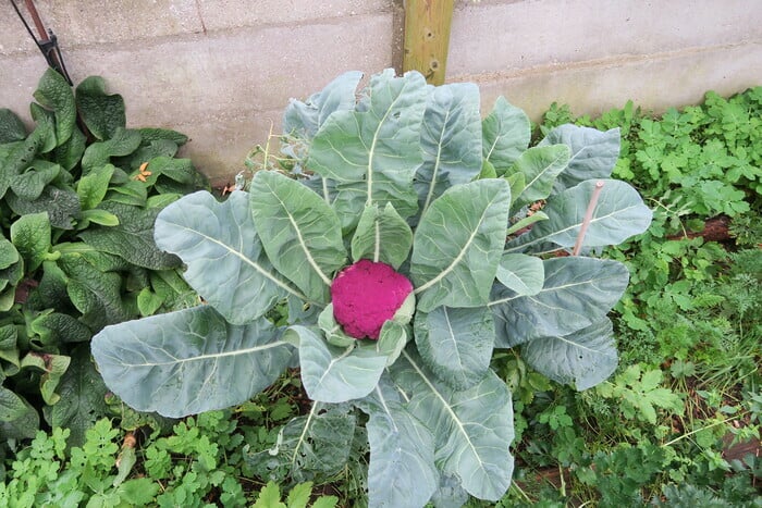 Jardinons ! Légumes d'hiver en recettes modernes
