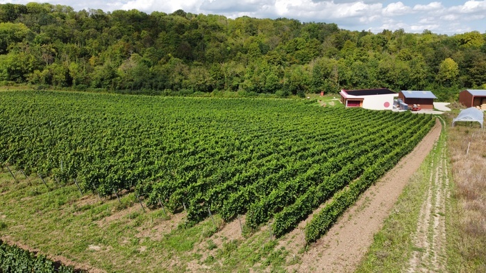 Visite d'un domaine viticole en culture biologique et viti-foresterie