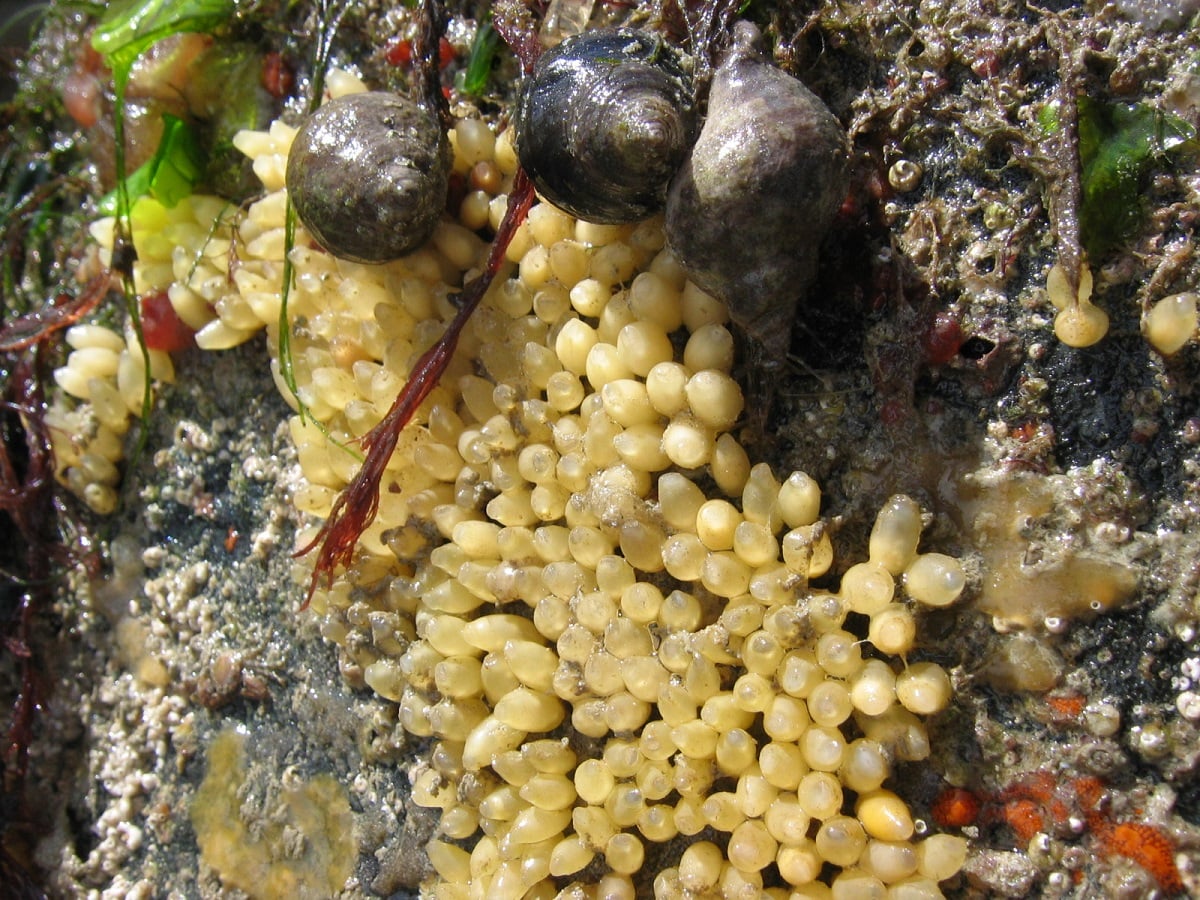 Coquillages et crustacés