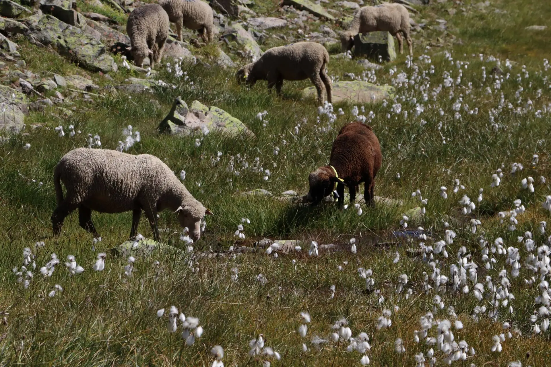 Rencontre avec le Parc national des Ecrins : pastoralisme et environnement