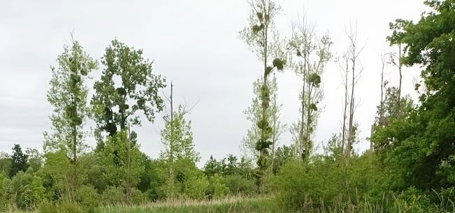 Cet arbre est-il habité ?