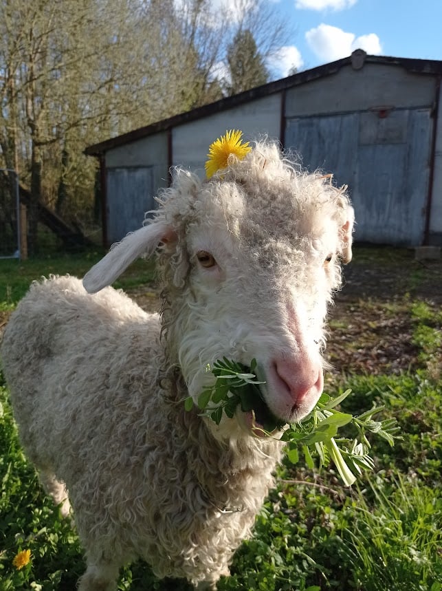 Visite de la fermette