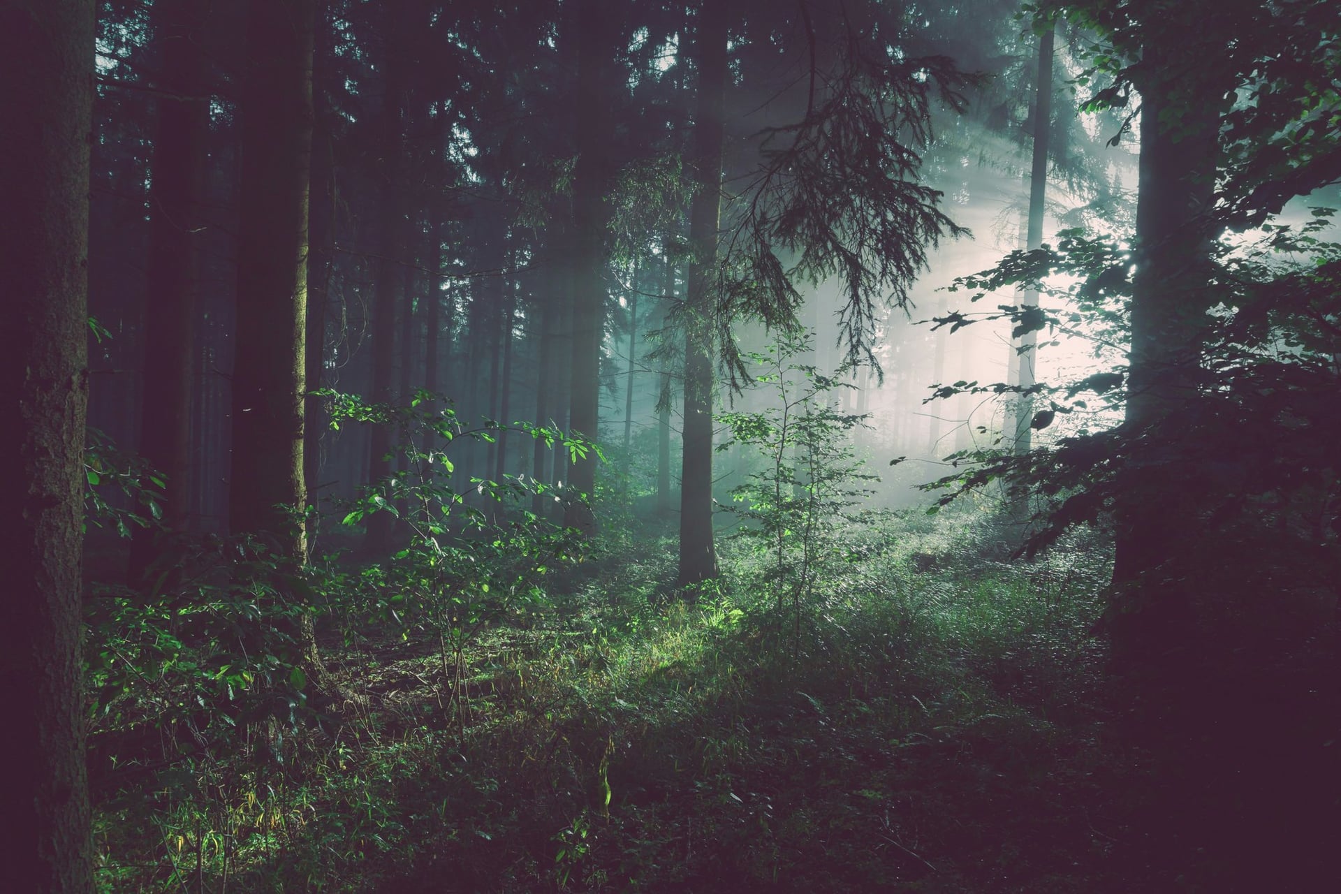 Les Nuits des Forêts en Vallée de la Dordogne Corrézienne