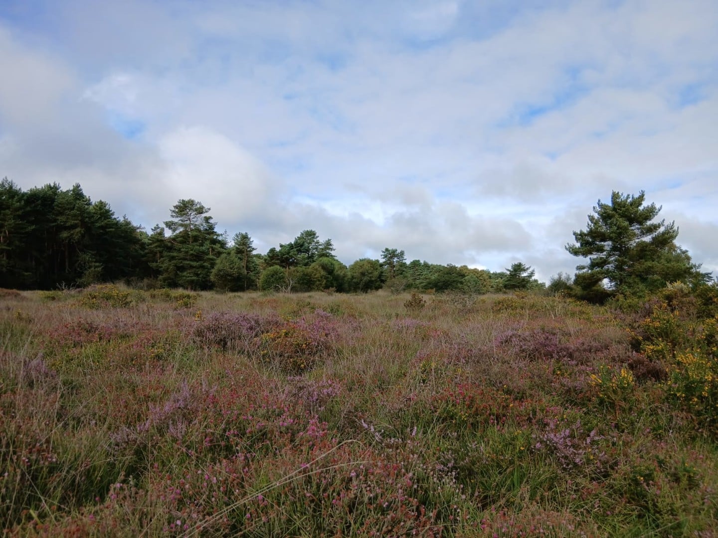 A la découverte de la réserve naturelle de Glomel