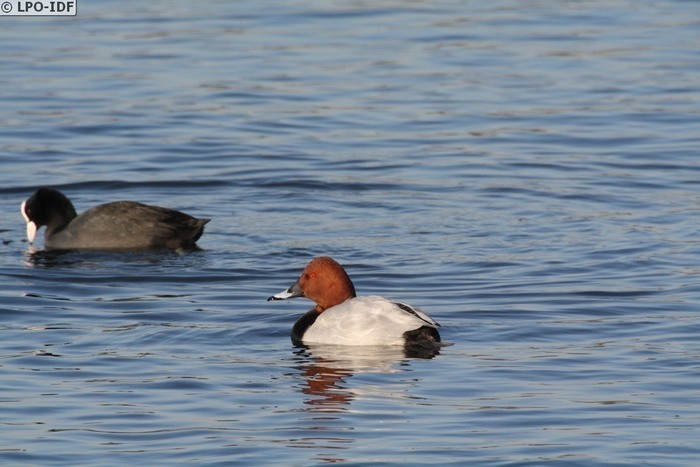 Les oiseaux de la Réserve naturelle régionale des Seiglats