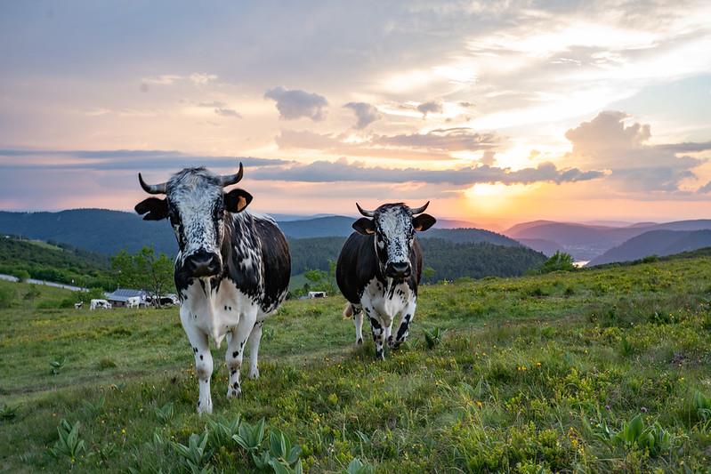 Balade pastorale : la balade de la Graine Johé