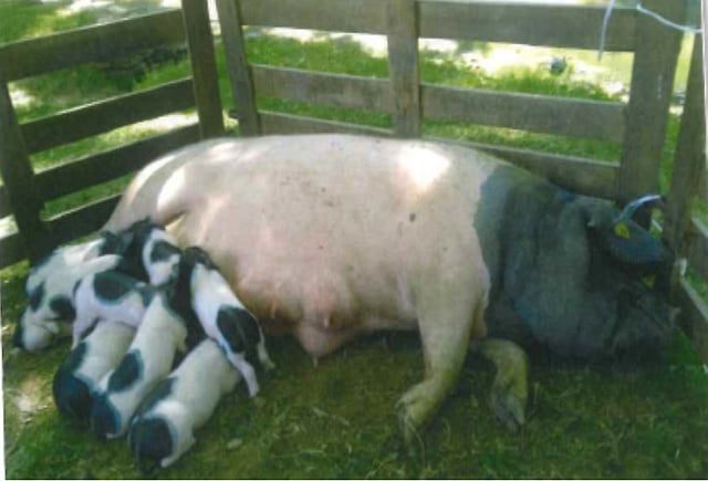 Repas gastronomique autour du cochon Cul Noir