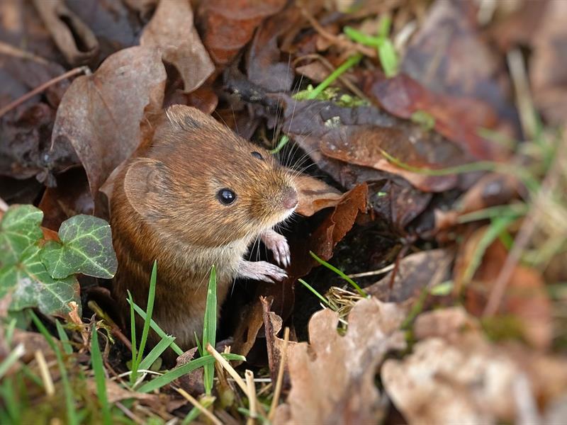 Petits rongeurs des bois et des haies