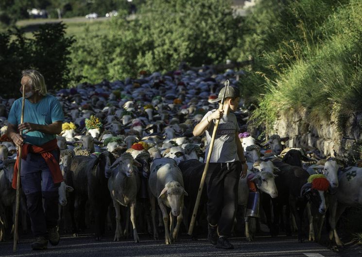 Transhumance de Sailhan