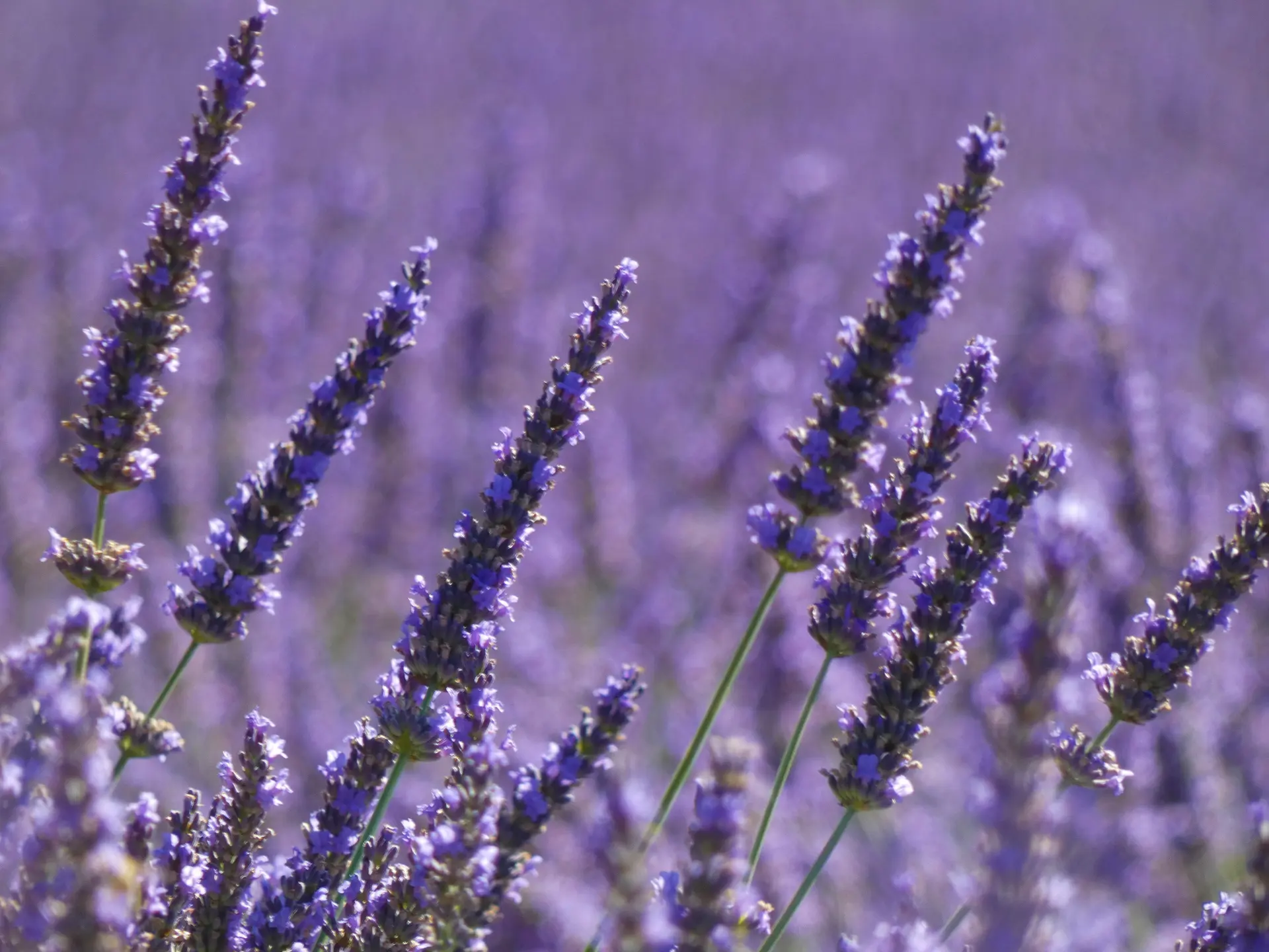 Enquête à la lavanderaie - Lavanderaie des Hautes Baronnies
