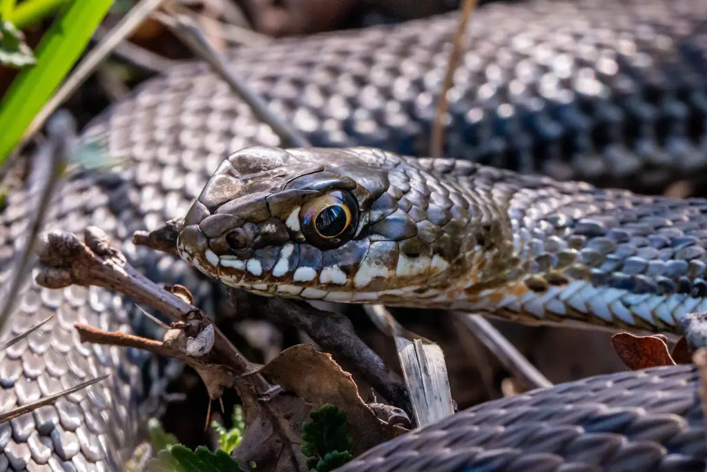 Les jeudis du Fort du Pradeau : Les serpents