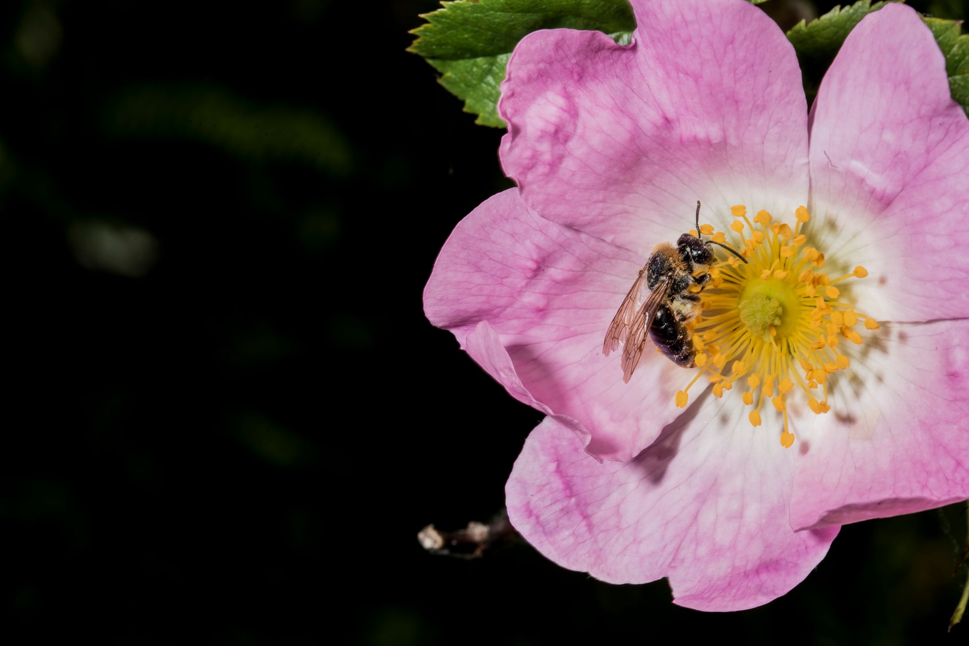 SORTIES NATURE - Créer un jardin refuge à abeilles sauvages