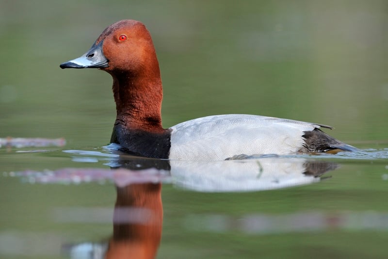 Les oiseaux d'eau du Domaine du Plessis
