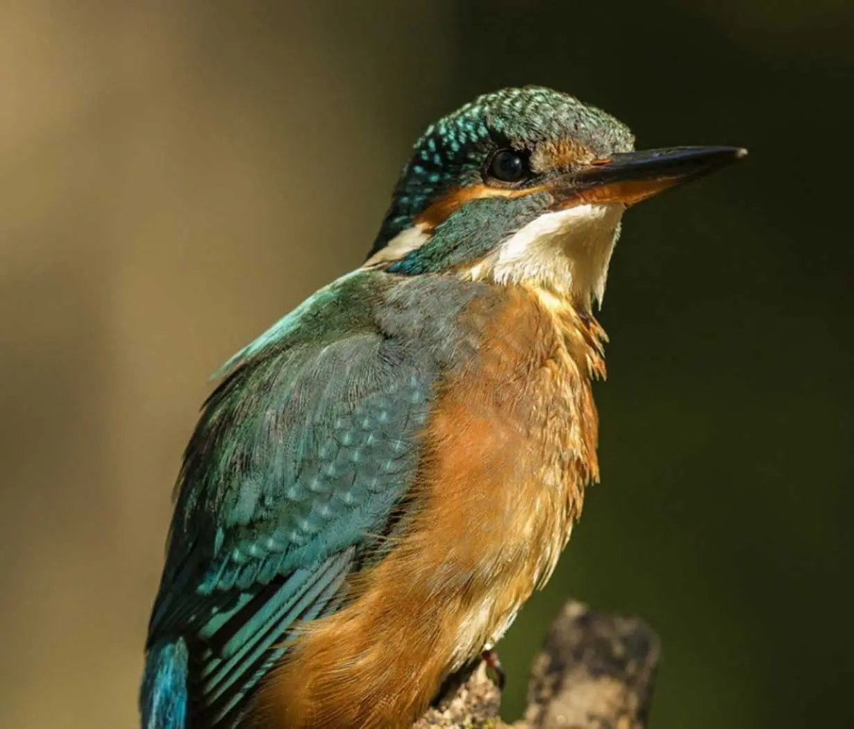 Exposition photos «Au cœur de la nature»