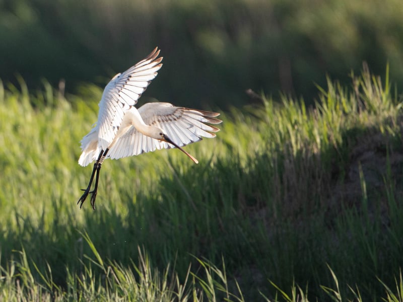 Visite guidée de Terres d'Oiseaux