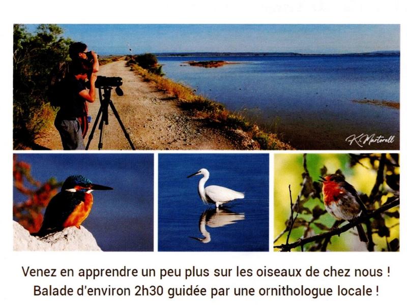 Balade Découverte des Oiseaux