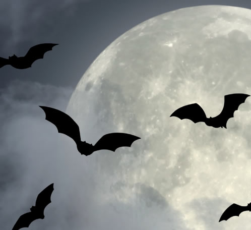 Nuit internationale de la chauve-souris