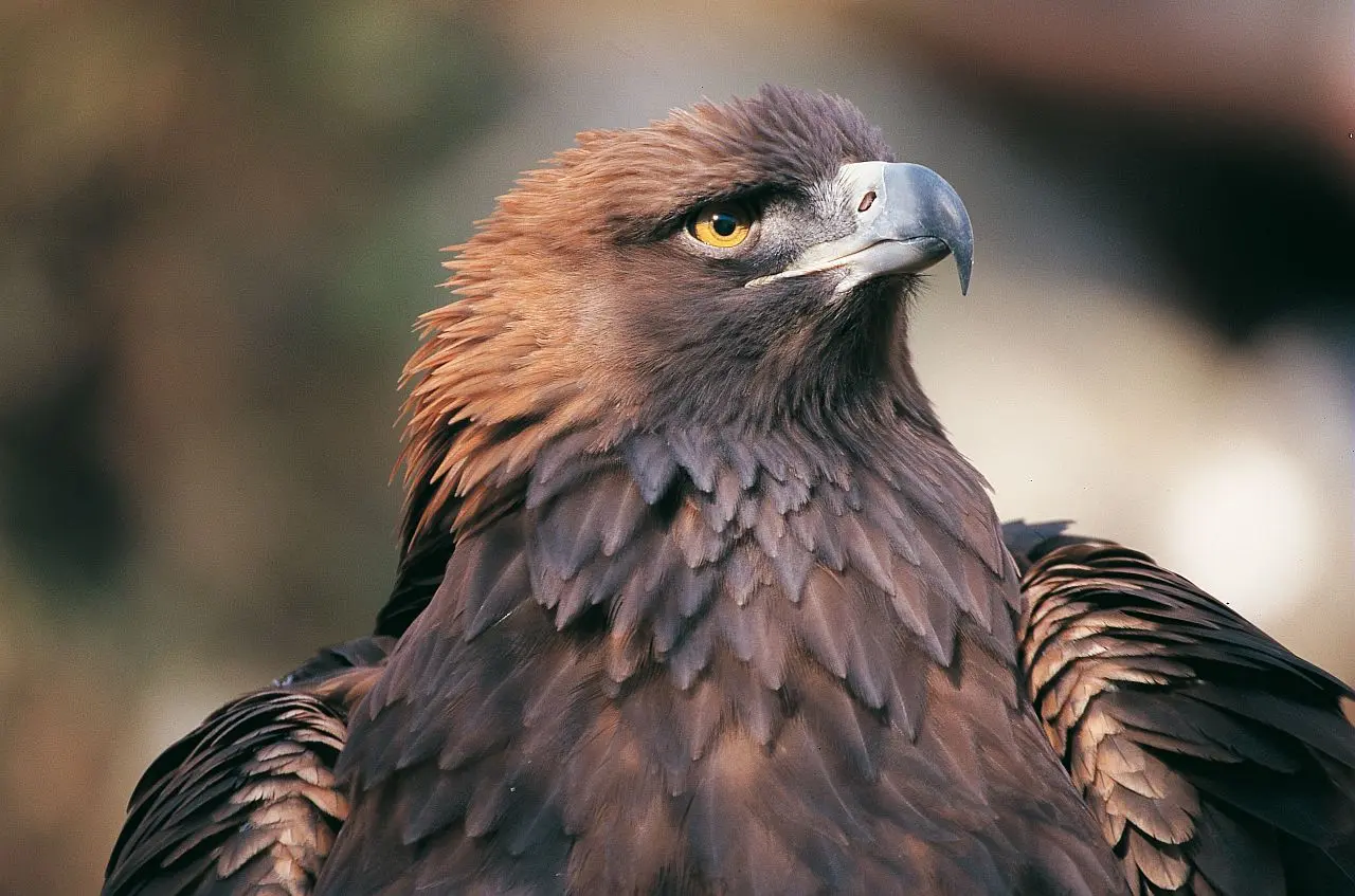 Découverte des rapaces de la Tinée